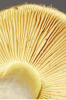 Photo Texture of Mushroom 0018